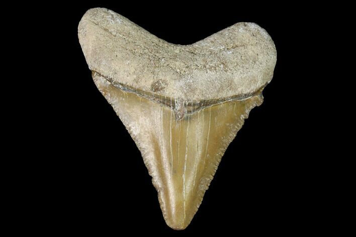 Bone Valley Megalodon Tooth - Florida #99836